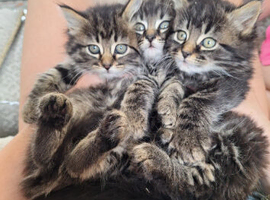 Kittens tabby