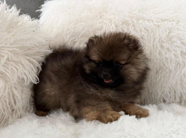 Pretty little girl available NOW