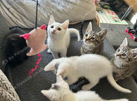 Kittens ready to go