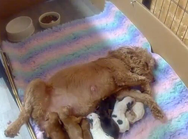 Beautiful cockapoo puppies.