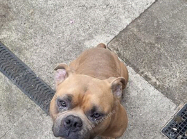 Pocket bully