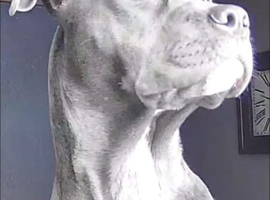 Misfit , cane corso X