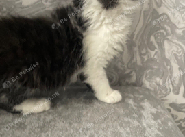 Long Haired Black/White Maine Coon /Ragdoll X