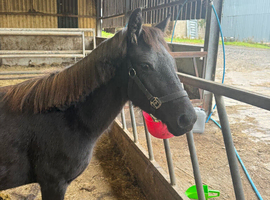 2.5 year old Dartmoor
