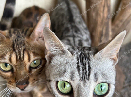 Rehome 2 Bengals