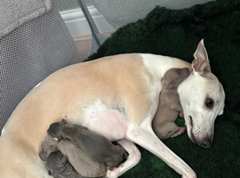 Whippets crossed Italian greyhound