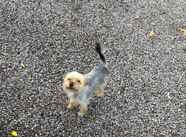 Yorkshire terrier   Girl