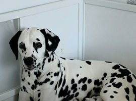 Last girl available* KC registered Dalmatian puppies *StrictlyDals*