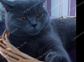 British shorthair 1 boy 2 girls