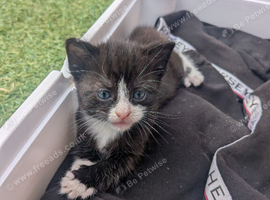 Kittens and they mum