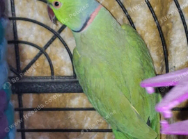 Indian ring neck