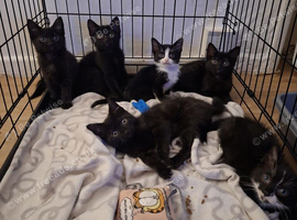 READY NOW 6 KITTENS!!