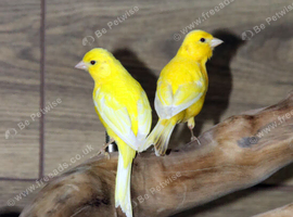 Yellow Canaries,2