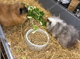 2 boars looking for new home