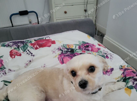 Cavapoo male