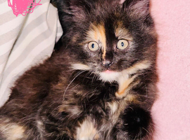 Cats mixed breed