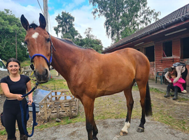 Beautifull standard bred