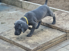 Blue kc weimaraner puppies