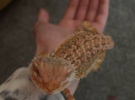 Bearded dragon with set up