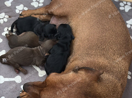 2 mini dachshund