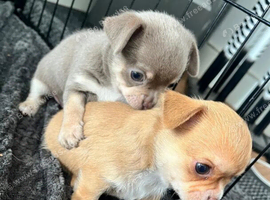 2 Male Chihuahua Puppies &ndash; Ready for Loving Homes