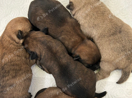 Gorgeous Cairn Terrier Puppies