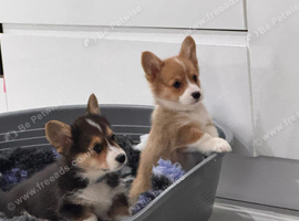 Kc Pembroke corgi puppies