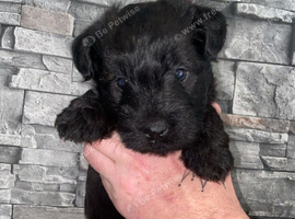 Patterdale puppy