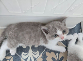 Full Britishshort kittens 2 boy 1 girl