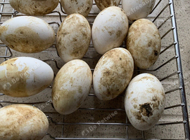 Large stain Embdens believed fertile hatching eggs