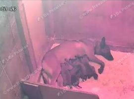 Malinois x dutch herder pups