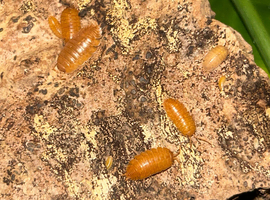 Orange isopods