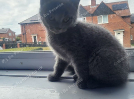Female kitten 9 weeks old