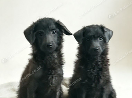 2 toy poodle pups left REDUCED