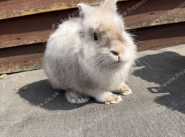 Gismo
