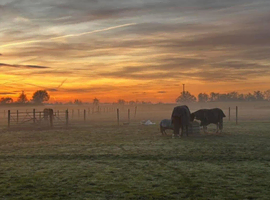 Herd / Grass Livery - Ponies & Youngsters