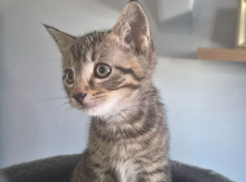 3 beautiful playful kittens looking for there forever homes