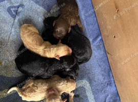 7 gorgeous double doodle puppies