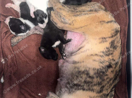 Saluki deerhound grey second genaration bull grey