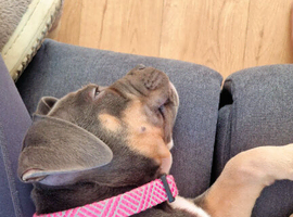 Staffy pup for sale