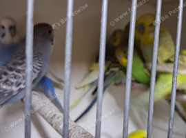 Young budgies