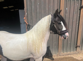 Chaps registered filly