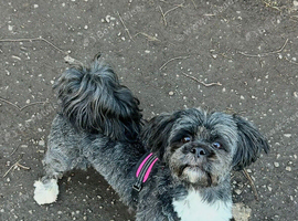Lhasa Apso For Sale