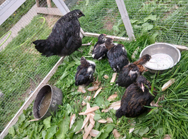Mixed breed chicks