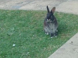 7 month old mini lop + Netherland dawarf