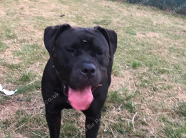 Staffordshire Bull Terrier Bradford