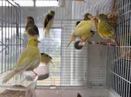 Canary for sale