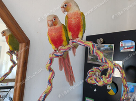 Pineapple conure