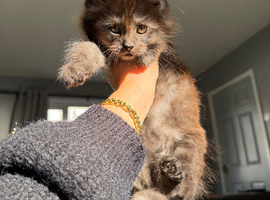 Giant mainecoons READY NOW