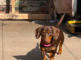 Miniature Dachshund